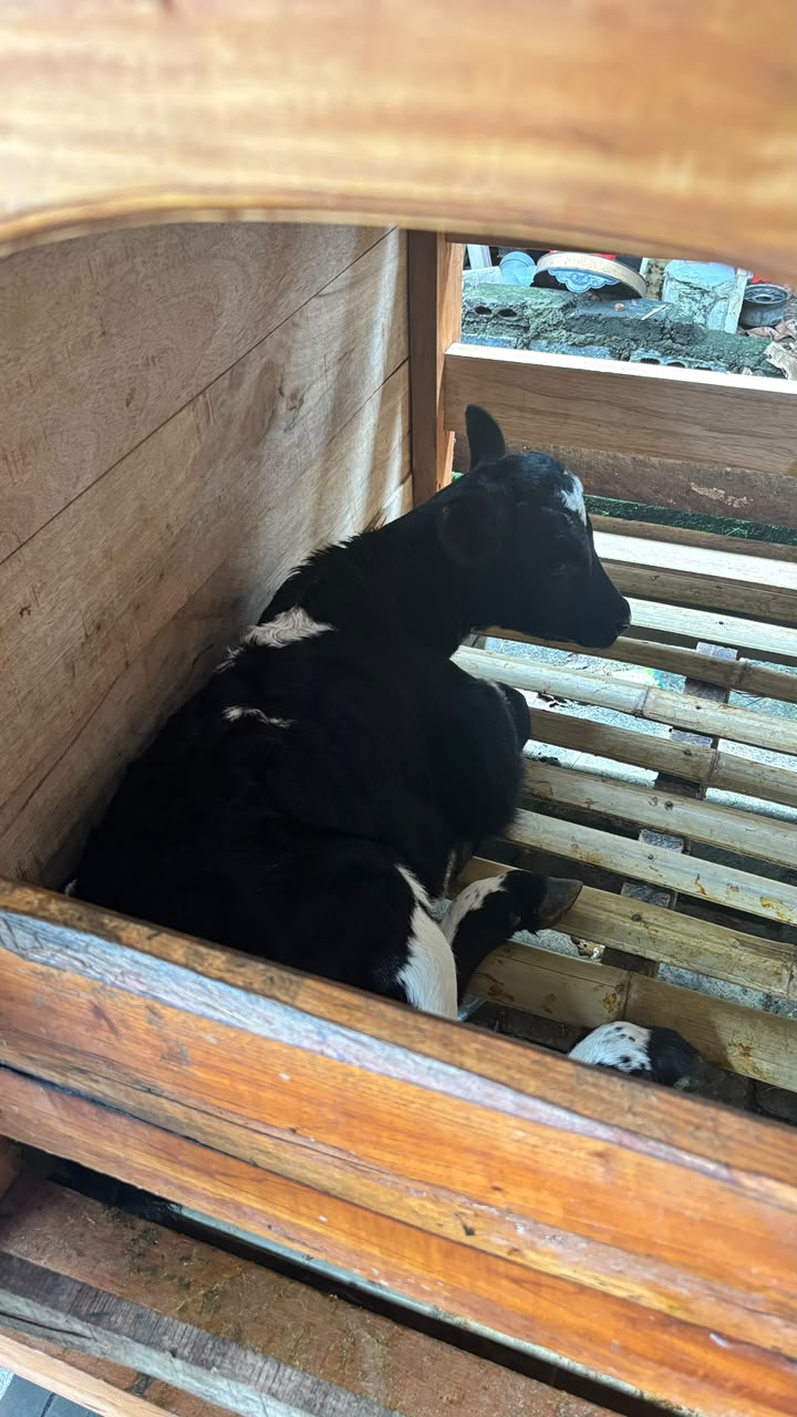 Sapi sapi2 Cross